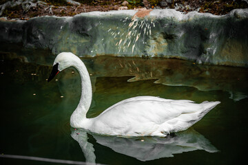 Elegant white swan gracefully glides through dark, reflective water © Tom Harwood