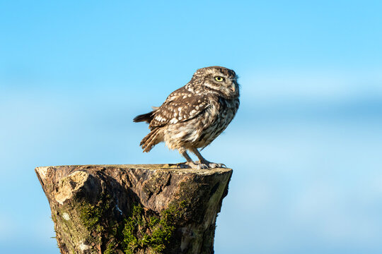 Little owl (athene noctua) perched on a tree stump a small bird of prey found in Britain and Europe, wildlife and nature photography stock photo with copy space
