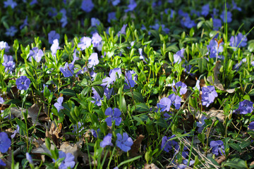 Fototapeta premium Blooming periwinkle flowers on a forest floor, with soft purple petals among green leaves and dry foliage. Small blue flowers. Fresh spring atmosphere and natural ground cover in sunlight.