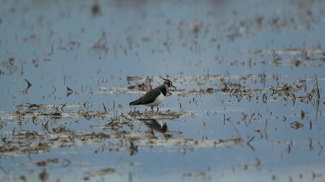 Northern Lapwing (Vanellus vanellus) foraging in a shallow flooded wetland