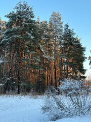 Winter forest in the rays of the setting sun  © Oksana
