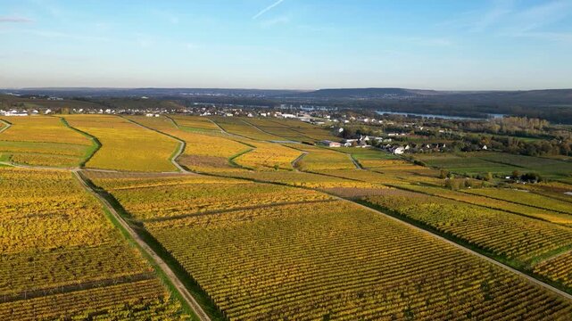 Flying over colorful grapevineson a hill in autumn