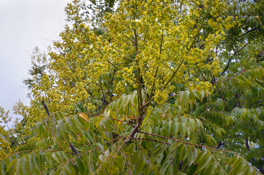 Soap tree branches with yellow flowers against a cloudy sky