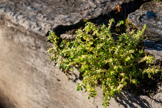 The katumpangan plant, with the scientific name pilea microphylla, grows wild in damp places and between walls and stones.