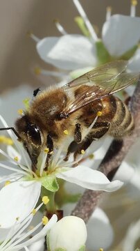 Detailed macro video of an insect pollinator gathering pollen on white petals during a sunny spring day.
