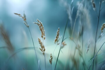Fototapeta premium Close-up of Dry Grass Seed Heads in Soft Blue Light.