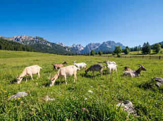 Fototapeta premium Goats grazing in a verdant summer pasture with mountains and blue sky