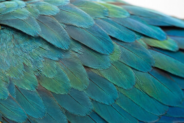Obraz premium Macro detail of blue and green parrot feathers creating a beautiful natural texture
