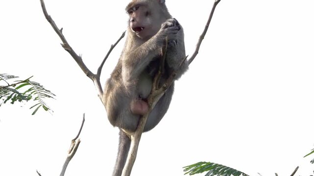 Macaca fascicularis (crab eating macaque, long tailed macaque, cynomolgus macaque) sit on the tree