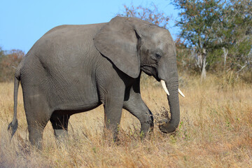 Fototapeta premium Afrikanischer Elefant / African elephant / Loxodonta africana