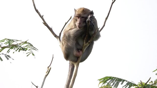 Macaca fascicularis (crab eating macaque, long tailed macaque, cynomolgus macaque) sit on the tree