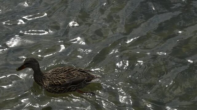 Horizontal 4K video of two brown ducks swimming on a lake, viewed from above, perfect for nature, wildlife, or relaxation content