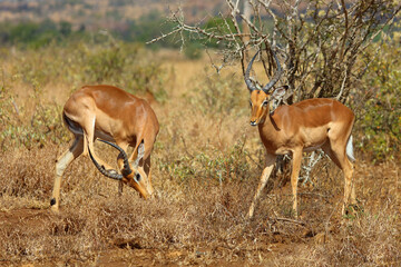 Naklejka premium Schwarzfersenantilope / Impala / Aepyceros melampus