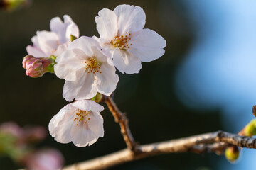 桜咲く © LinkClear