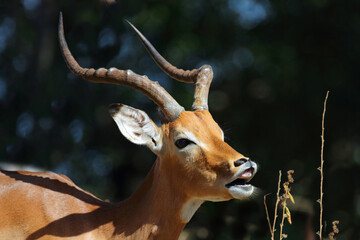Fototapeta premium Schwarzfersenantilope / Impala / Aepyceros melampus