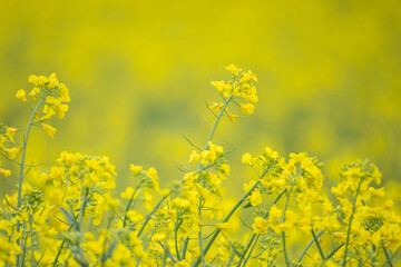 Fototapeta premium Blooming rapeseed flowers close-up with soft bokeh, yellow spring background