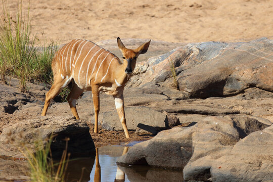 Nyala / Nyala / Tragelaphus angasii