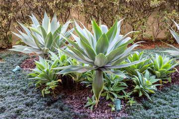 Fototapeta premium Garden bed with Foxtail Agave (Agave attenuata) with dark green foliage brown soil and artificial lighting spotlights.. Ideal image for landscaping, architecture and garden design.