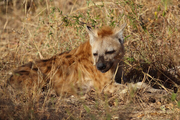 Fototapeta premium Tüpfelhyäne / Spotted hyaena / Crocuta crocuta