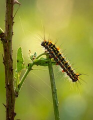Fototapeta premium Hairy Caterpillar Crawling on a Green Plant Stem Outdoors.