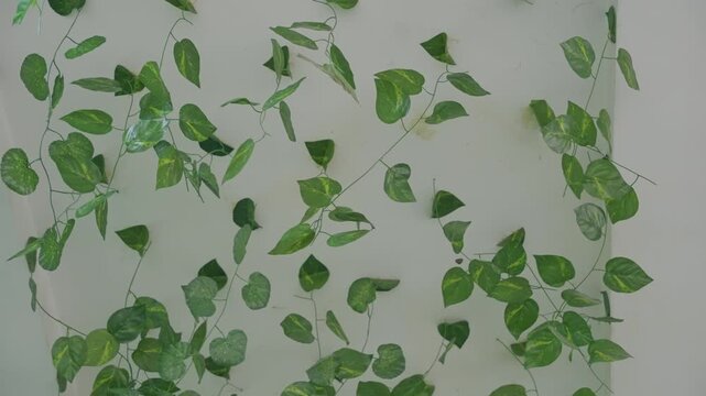Green ivy wall backdrop romantic ambience, dense emerald leaves drape over pale wall creating soft textured pattern ideal for couple photoshoots, intimate date scenes, wedding portraits and cozy
