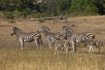 Obraz premium Steppenzebra / Burchell's zebra / Equus quagga burchellii