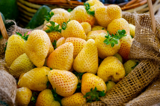 Fragaria nilgerrensis, the nilgiri strawberry, is a species of flowering plant in the family Rosaceae. It is a wild strawberry native to southern and southeast Asia. It is similar in appearance to F. 