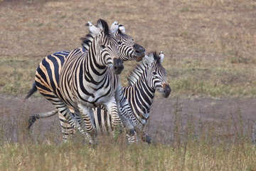 Obraz premium Steppenzebra / Burchell's zebra / Equus quagga burchellii