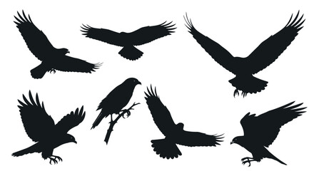Obraz premium Silhouette Eagle Birds in Flight and Perched