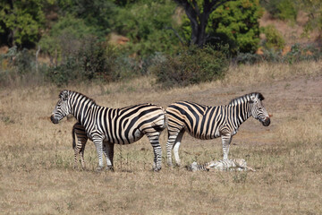 Obraz premium Steppenzebra / Burchell's zebra / Equus quagga burchellii