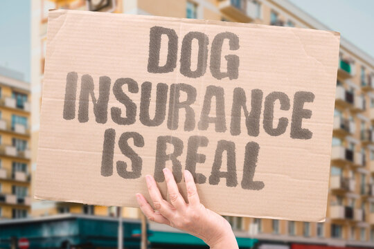 "Dog Insurance Is Real" Pet health coverage has become a mainstream financial product. DOG. INSURE. HEALTH. COVER. FINANCE.