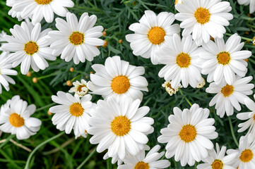 Fototapeta premium Close up white daisies in garden, blooming flowers forming natural background, botanical texture, springtime nature, fresh bloom.
