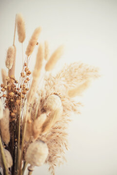 Dried pampas grass and bunny tail bouquet on light background.