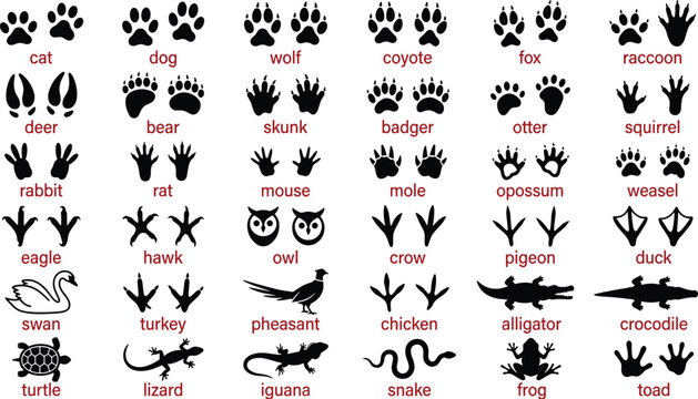 collection of animal paw and footprints in flat design vector illustration