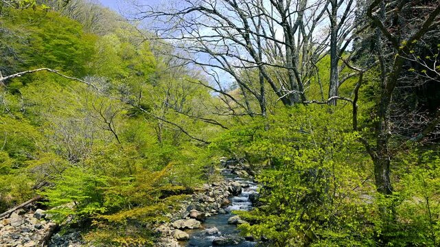 福知渓谷の福知川のせせらぎ(no sound)
