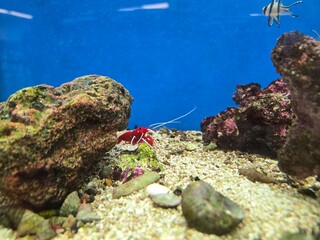 coral reef in the sea © Richard