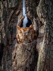 Obraz premium Eastern screech owl in a tree
