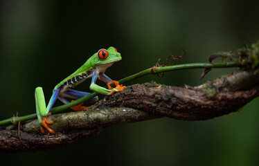 Fototapeta premium Red-eyed tree frog in Costa Rica 
