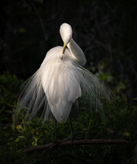 A great egret in breeding plumage © Harry Collins