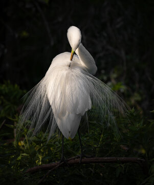 A great egret in breeding plumage