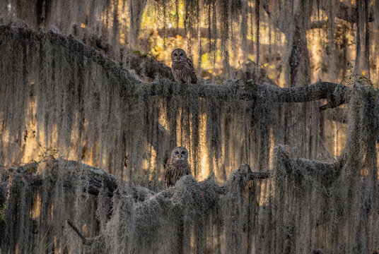A barred owl in a forest