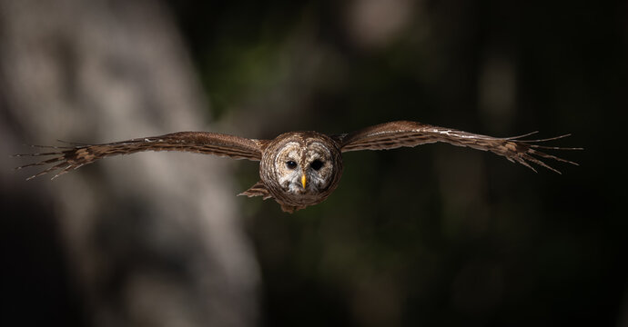 A barred owl in a forest