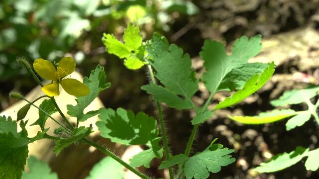Sch&ouml;llkraut (Chelidonium majus), Nordrhein-Westfalen, Deutschland