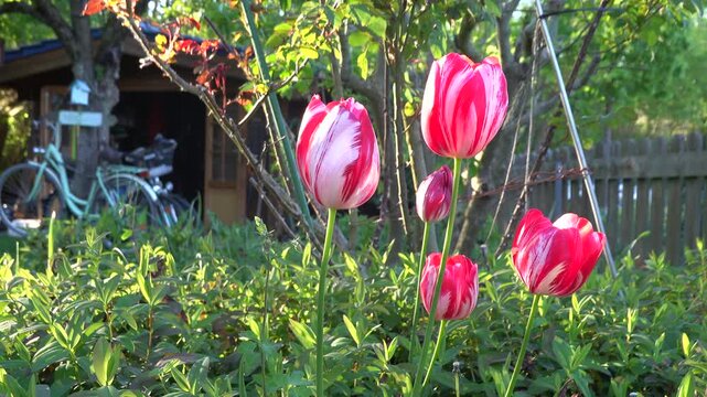 Tulpen (Tulpa spec.) im Garten, Nordrhein-Westfalen, Deutschland