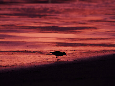 夕日に染まる浜辺で採餌するミユビシギの風景