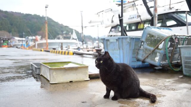 雪の残る日向東港を歩く黒猫 （福井県三方郡美浜町, 2026年2月）