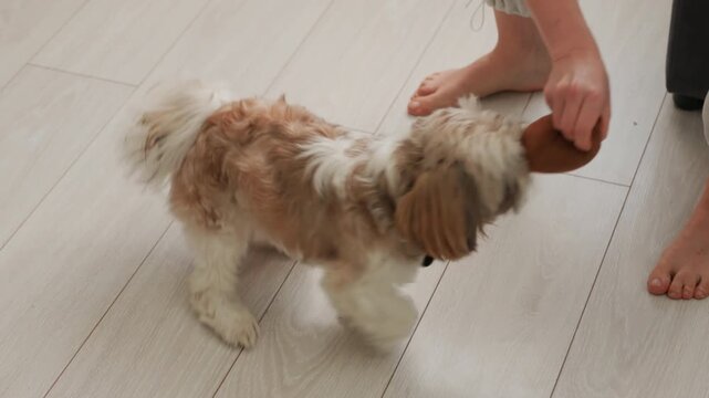 Dog exploring floor near feet, curious puppy sniffs toy offered by barefoot owner, walking across pale hardwood, upbeat playful motion, active interaction, casual family scene, joyful response