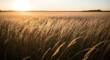 Obraz premium Scenic landscape of a wild grass meadow illuminated by the warm glow of a setting sun. Atmospheric nature photography with soft golden lighting.