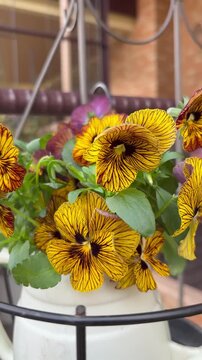 Orbit shot of rare yellow and brown pansies