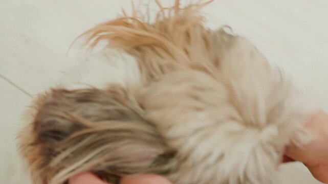 Small puppy playfully wriggling under hands, owner tickling belly and nuzzling, pup shows tiny teeth and playful nips, bright home floor, energetic closeup of paws and fur, spontaneous laughter